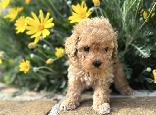 Kivir Kivir Safkan Malti̇poo Yavrulari görsel