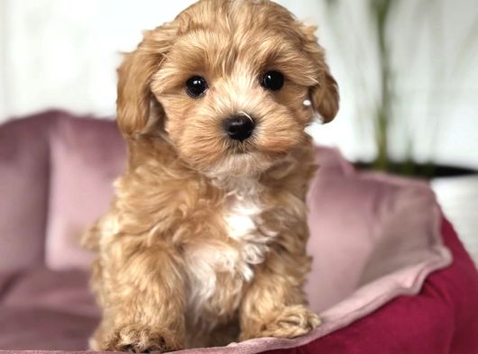 Tombi̇k Yüzlü Malti̇poo Yavrular