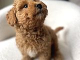 Irk Ve Sağlik Garanti̇li̇ Malti̇poo