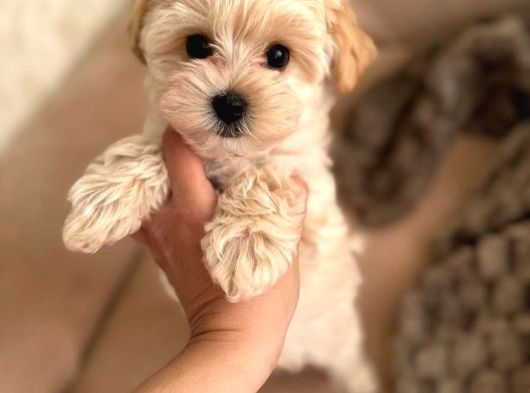 Irk Ve Sağlik Garanti̇li̇ Malti̇poo görsel