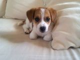 Irk Ve Sağlik Garanti̇li̇ Jack Russel Terri̇er