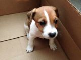 Irk Ve Sağlik Garanti̇li̇ Jack Russel Terri̇er
