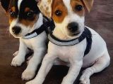 IRK VE SAĞLIK GARANTİLİ JACK RUSSEL TERRİER