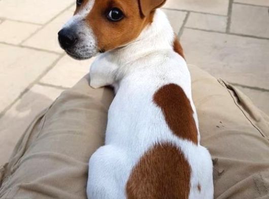 Orjinal Jack Russel Bebekler görsel