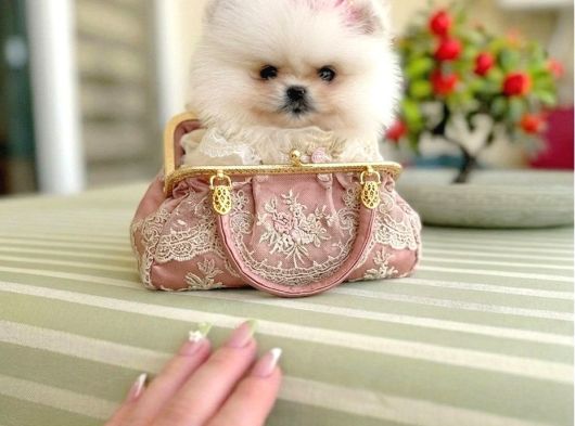 Teacup Mi̇nnoş Prenses