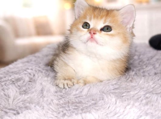 British Shorthair Golden Shaded Ny11 Dişi Yavru görsel