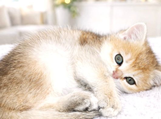 British Shorthair Golden Shaded Ny11 Dişi Yavru görsel