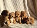 Teacup Boy Ev Doğumlu Maltipoo Bebekler