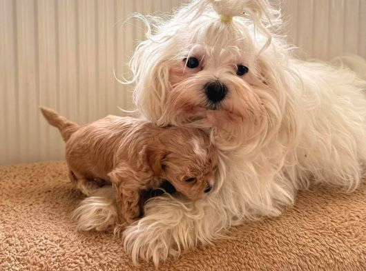Teacup Boy Ev Doğumlu Maltipoo Bebekler görsel