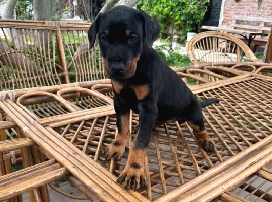 Doberman Yavrularimiz Hazir