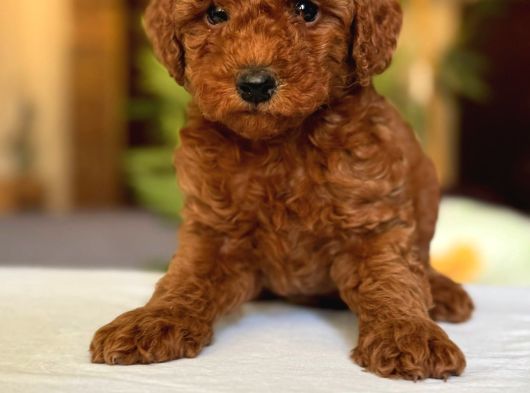 Poodle Yavrularimiz Hazir görsel