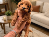 Core Toy Poodle Uygun
