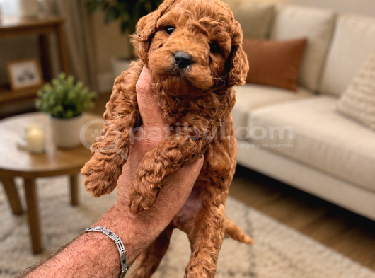 Core Toy Poodle Uygun görsel