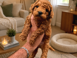 Core Toy Poodle Uygun