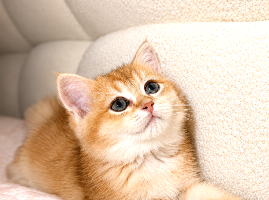 British Shorthair Golden
