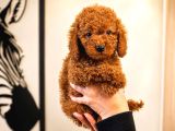 Orijinal Safkan Red Poodle Yavruları  Mikro Teacup ve Toy