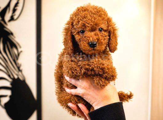 Orijinal Safkan Red Poodle Yavruları  Mikro Teacup ve Toy