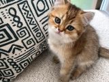 Safkan Golden British Shorthair Yavru Kedi