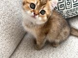 Safkan Golden British Shorthair Yavru Kedi