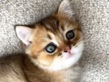 Safkan Golden British Shorthair Yavru Kedi