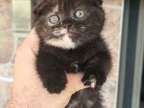 Tortie Top Kafa Sıfır Kulak