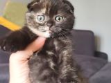 Tortie Top Kafa Sıfır Kulak