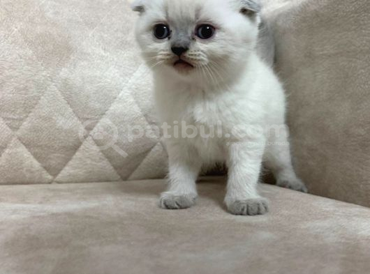 Minik Kutup Ayisi Ayı Surat Top Kafa Sıfır Kulak Bebek