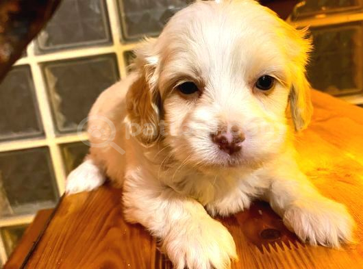 Topaç Gibi Maltipoo Bebeklerimiz
