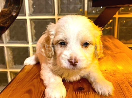 Topaç Gibi Maltipoo Bebeklerimiz görsel