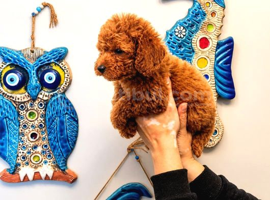 Orijinal Safkan Reed Poodle Yavruları  Mikro Teacup ve Toy