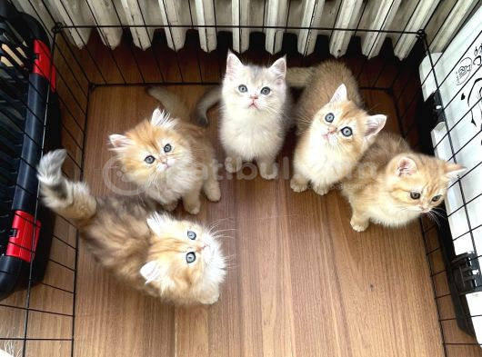 Bri̇ti̇sh Golden Yavrular görsel