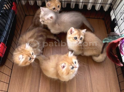 Bri̇ti̇sh Golden Yavrular görsel