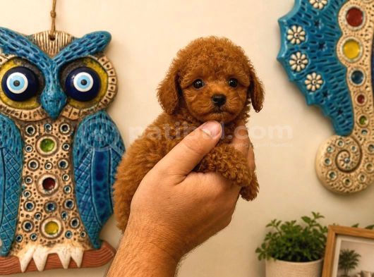 Koyu Red Brown Toy Poodle Yavruları Sağlıklı Aşılı TeacupBoy
