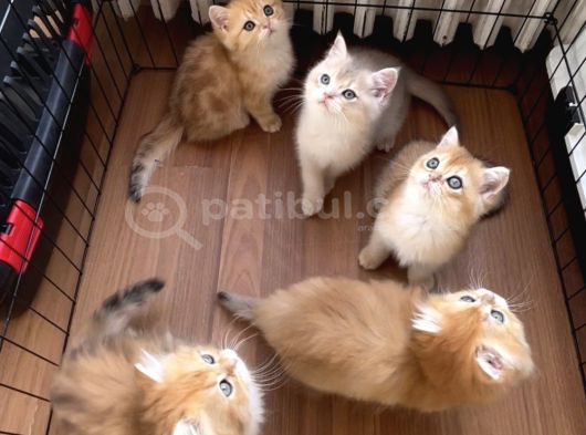 Bri̇ti̇sh Golden Yavrular görsel