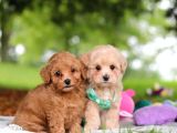 KAHVE TONLU MALTİPOO CİNSİ YAVRULAR