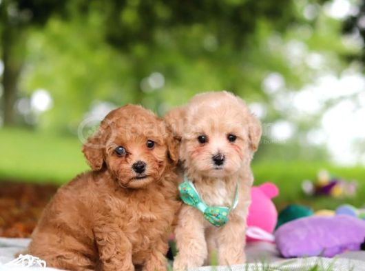 KAHVE TONLU MALTİPOO CİNSİ YAVRULAR
