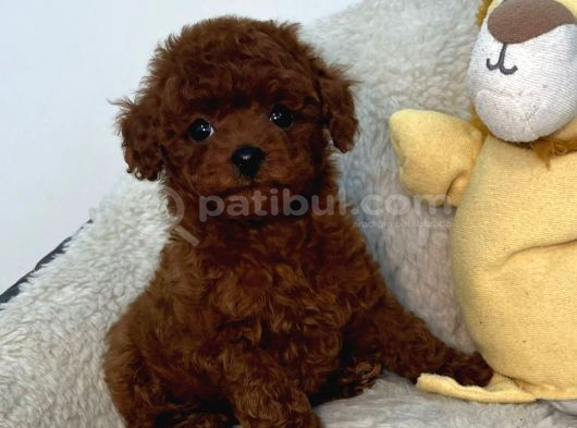 SEVİMLİ TOY POODLE YAVRUMUZ