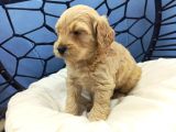 Malti̇poo Ci̇nsi̇ Yavrular Ev Üreti̇mi̇