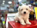 Maltese Terri̇er Ci̇nsi̇ Yavrular