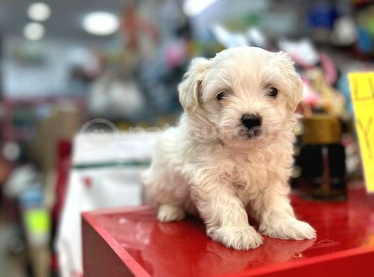 Maltese Terri̇er Ci̇nsi̇ Yavrular görsel
