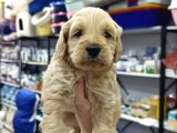 Malti̇poo Ci̇nsi̇ Yavrular Ev Üreti̇mi̇