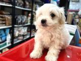 Maltese Terri̇er Ci̇nsi̇ Yavrular