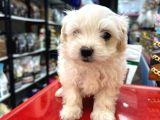 Maltese Terri̇er Ci̇nsi̇ Yavrular