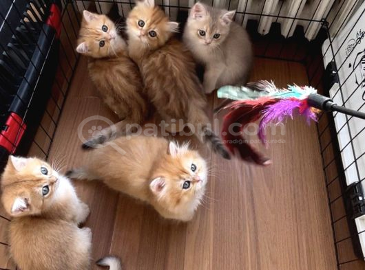 Bri̇ti̇sh Golden Yavrular görsel