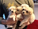Ev doğumu maltipoo yavrularımız
