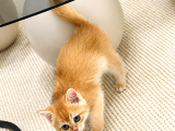 British Shorthair Golden