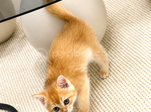 British Shorthair Golden görsel