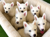 Kar Beyaz Husky Yavrularımız