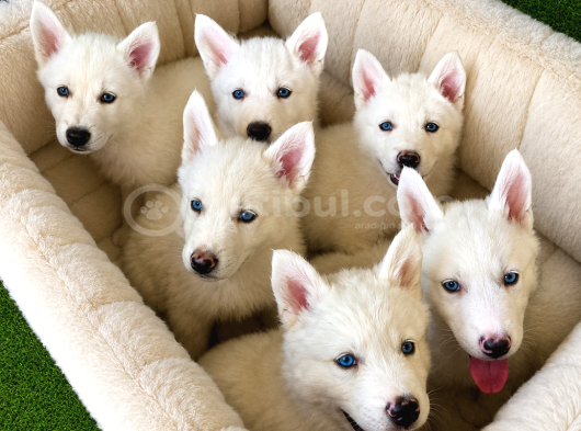 Kar Beyaz Husky Yavrularımız
