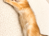 British Shorthair Golden